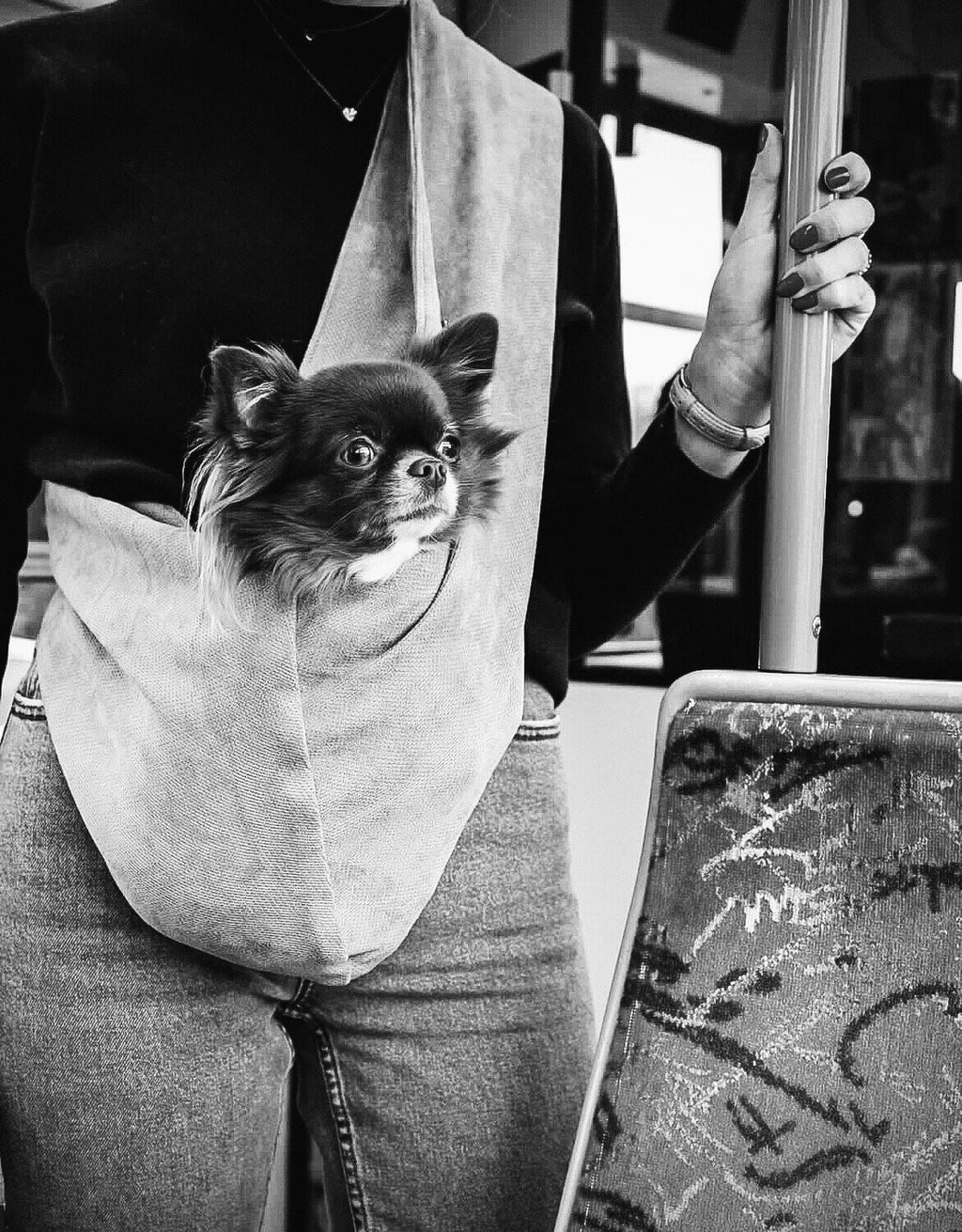 Hundetragetuch