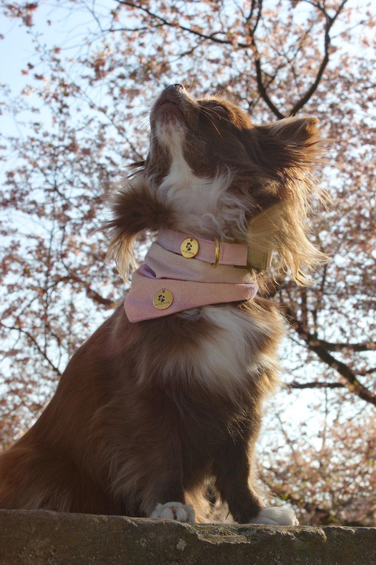 Halsband